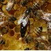 (SOLD OUT) Russian 3lb Package Bees 