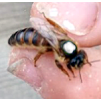 Coy Russian Queens (Pick-Up Only April 25th/26th)