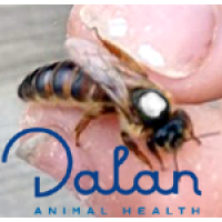 Russian Queen AFB Inoculated (June)