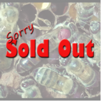 Russian Queen (July Delivery) - SOLD OUT